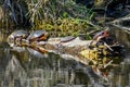 Four Painted Turtles on Logs in Lake Royalty Free Stock Photo
