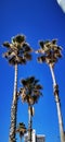 Four palm trees against a blue sky.