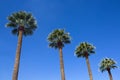 Four Palm Trees against a blue sky Royalty Free Stock Photo