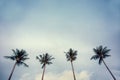 Four palm trees against blue sky Royalty Free Stock Photo