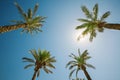 Four palm trees against the sky. vertical shot up.
