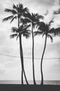 Four palm trees aligned and crossed by electric wires in Hawaii, US