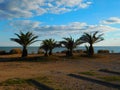 Four palm trees on the beach Royalty Free Stock Photo