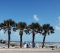 Four palm trees of Galveston beach Royalty Free Stock Photo