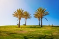 Four palm trees on a hill in the park Israel. Recreation area, recreation, urban space, nature Royalty Free Stock Photo