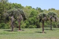 Four Palm Trees in Open Field