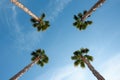 Four palm trees over blue sky perspective view