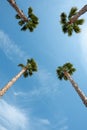 Four palm trees over blue sky on vacation beach