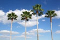 Four palm trees in a row