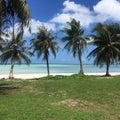 Four palm trees on snow-white tropical Macro beach Royalty Free Stock Photo