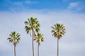 Four palm trees standing against cloudy sky in the background. Royalty Free Stock Photo