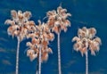 Four Palm Trees in Surreal Infrared Color Royalty Free Stock Photo