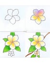 A four-panel illustration, depicting the step-by-step process of drawing a plumeria flower. Royalty Free Stock Photo