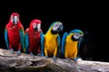 Four parrots on branch