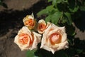 Four pastel colored flowers of rose