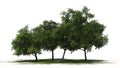 Four peach trees with fruits - separated on white background Royalty Free Stock Photo