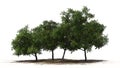 Four peach trees with fruits - separated on white background Royalty Free Stock Photo