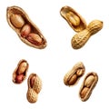 Four Peanuts in Their Shells Royalty Free Stock Photo