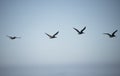 Four pelican birds flying in the sky