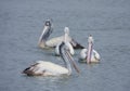 Four Pelicans Enjoying in Lake