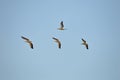 Four pelicans flies against the blue sky on a summer day, Ukraine Royalty Free Stock Photo