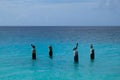 Pelicans sitting on mooring poles in the water Royalty Free Stock Photo