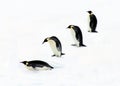 Four Penguins