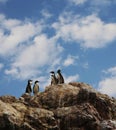 Four penguins