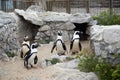 Four penguins come out of their burrow in a zoo