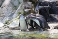 Four penguins having a meeting