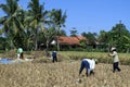 four people working in an open field with corn and palm trees