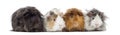 Four Peruvian Guinea Pigs in a row, isolated Royalty Free Stock Photo