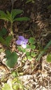 Four Petal Purple Flower in Early Spring