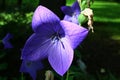 Four petal shaped blue to violet Starflower, half hidden in shadow, summer afternoon sunshine.