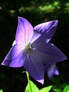 Four petal shaped blue to violet Starflower, half hidden in shadow, summer afternoon sunshine.