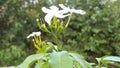 Four petal white flower with green leaves