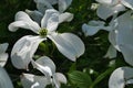 Four petal white flowers of Flowering Dogwood tree, latin name Cornus Florida Royalty Free Stock Photo
