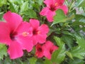 the four petals of pink hibiscus flowers that bloom in a row are very beautiful Royalty Free Stock Photo