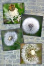 Four photos of spent dandelion on a background of gray stones