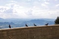 Four pigeons on the balustrade of the freedom square looking pan