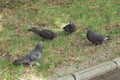 Four pigeons on the lawn. Birds on the grass