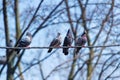 Four pigeons sit on a tree branch. Royalty Free Stock Photo