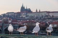 Four pigeons sitting on bricks border, posing and looking towards camera. Royalty Free Stock Photo