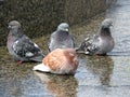 Four pigeons sitting closeup.