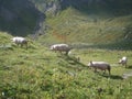 Four pigs walking on a meadow on the mountains