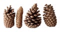 Four Pine Cones Royalty Free Stock Photo