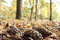 Four pine cones closeup in the forest in autumn Royalty Free Stock Photo