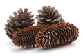 Four pine cones Royalty Free Stock Photo