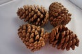 Four pine cones on a white background Royalty Free Stock Photo