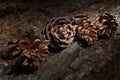 Four pine tree cone line up at a pine log Royalty Free Stock Photo